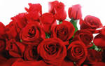 roses1.jpg